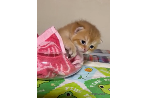 成約済の群馬県のブリティッシュショートヘア-96076の3枚目